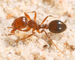 Red imported fire ants in Sydney